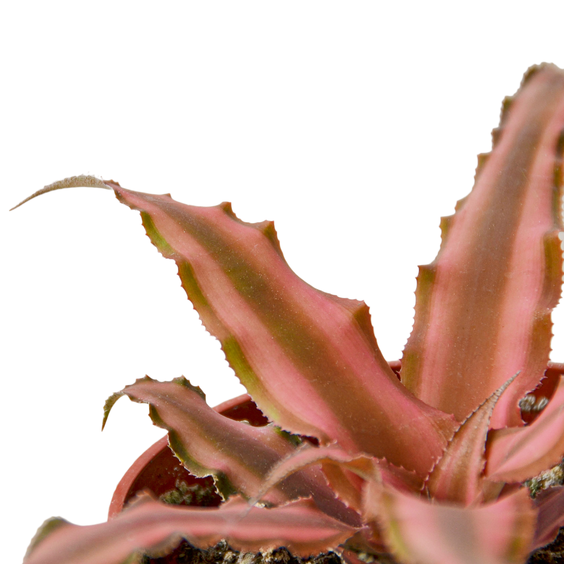 Cryptanthus 'Pink' Earth Star Houseplant — The Zen Succulent | Low